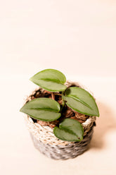 Scindapsus treubii "Moonlight"